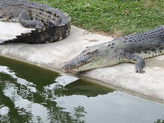 Anaconda hp 061